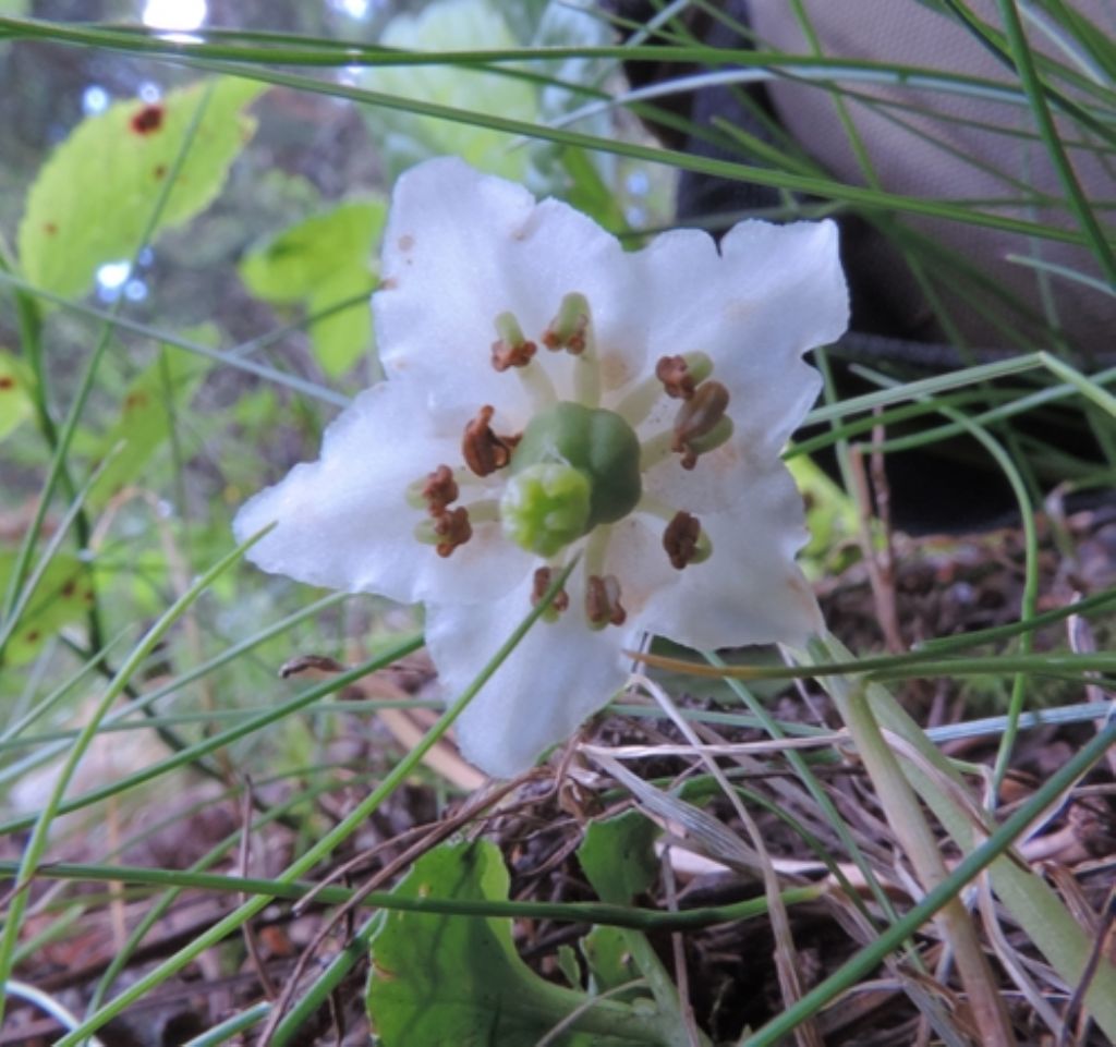 Piccolissimo candido - Moneses uniflora